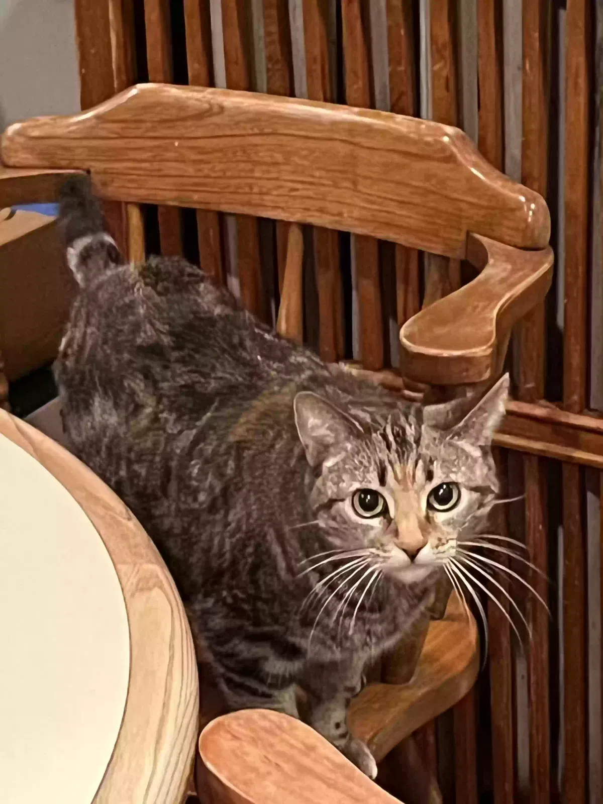 Lost cat in Chicago, IL, 60629