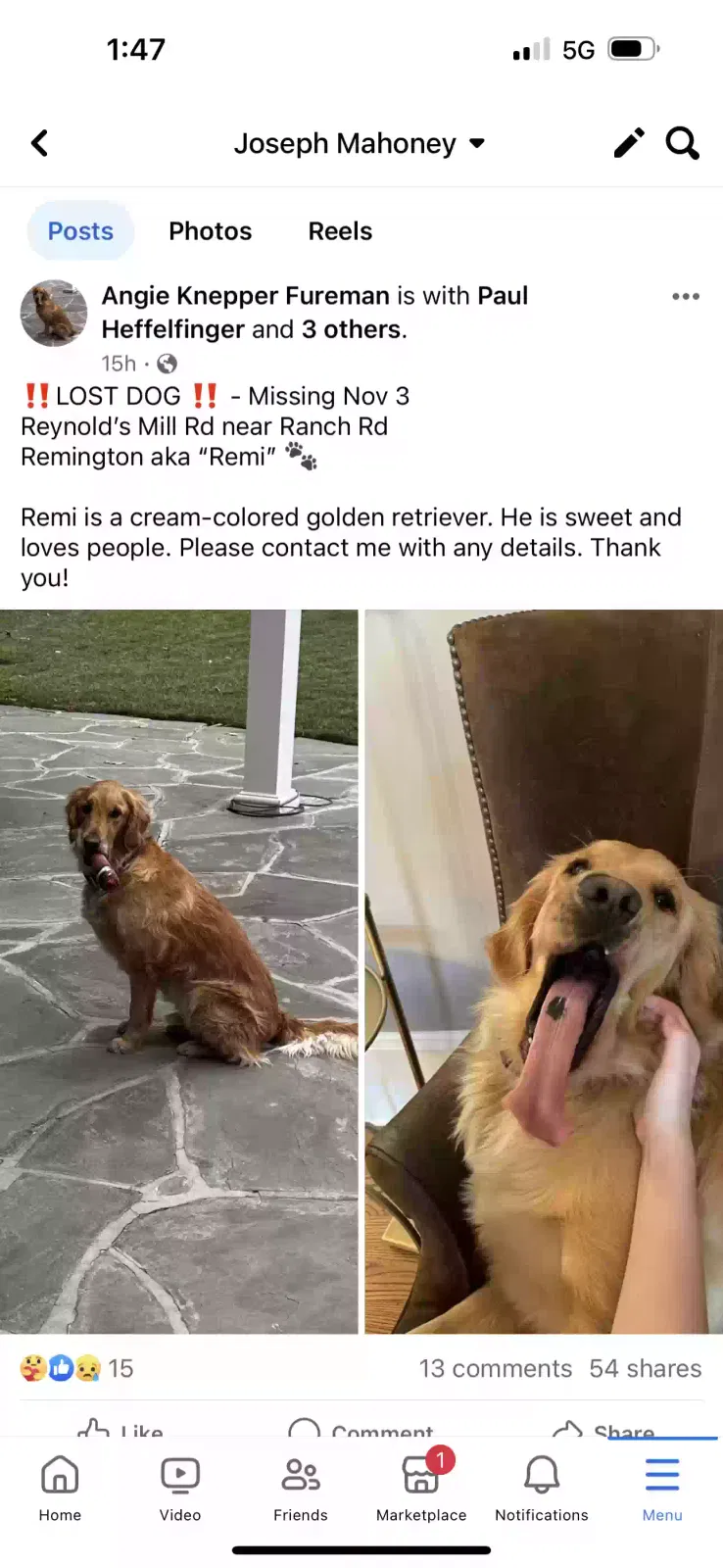 Lost dog in York, PA, 17408