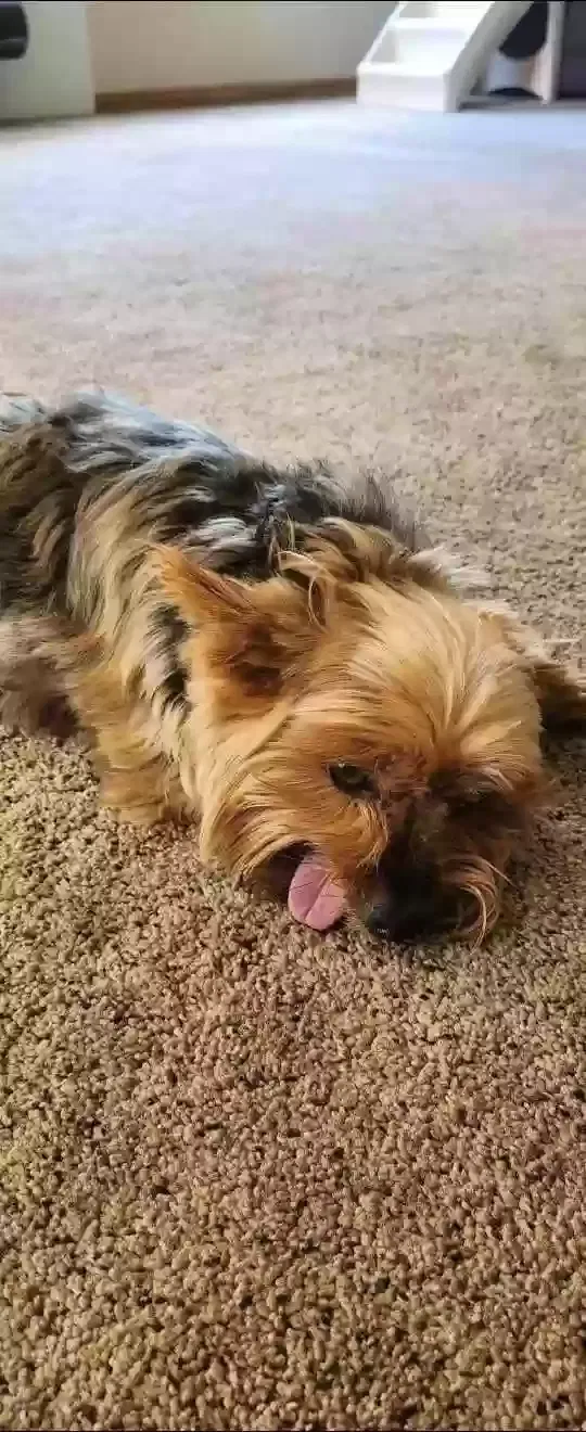 Lost dog in Saint Paul, MN, 55109