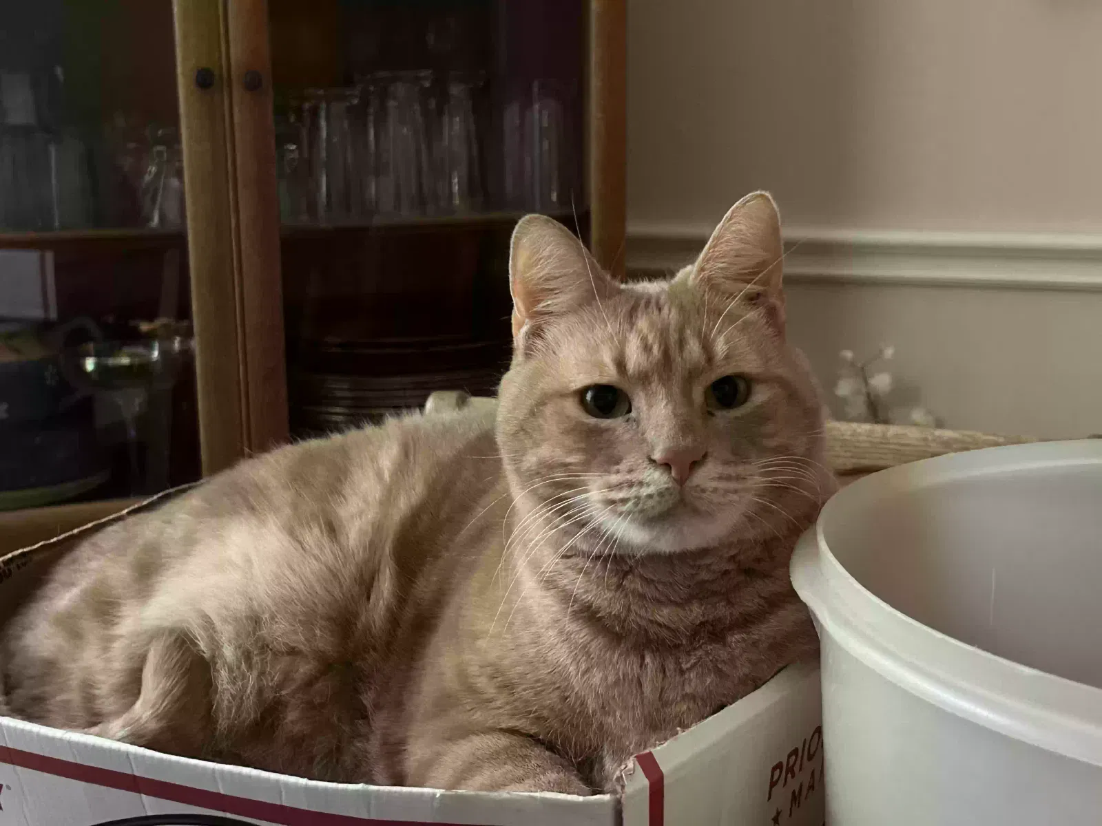 Lost cat in San Antonio, TX, 78248