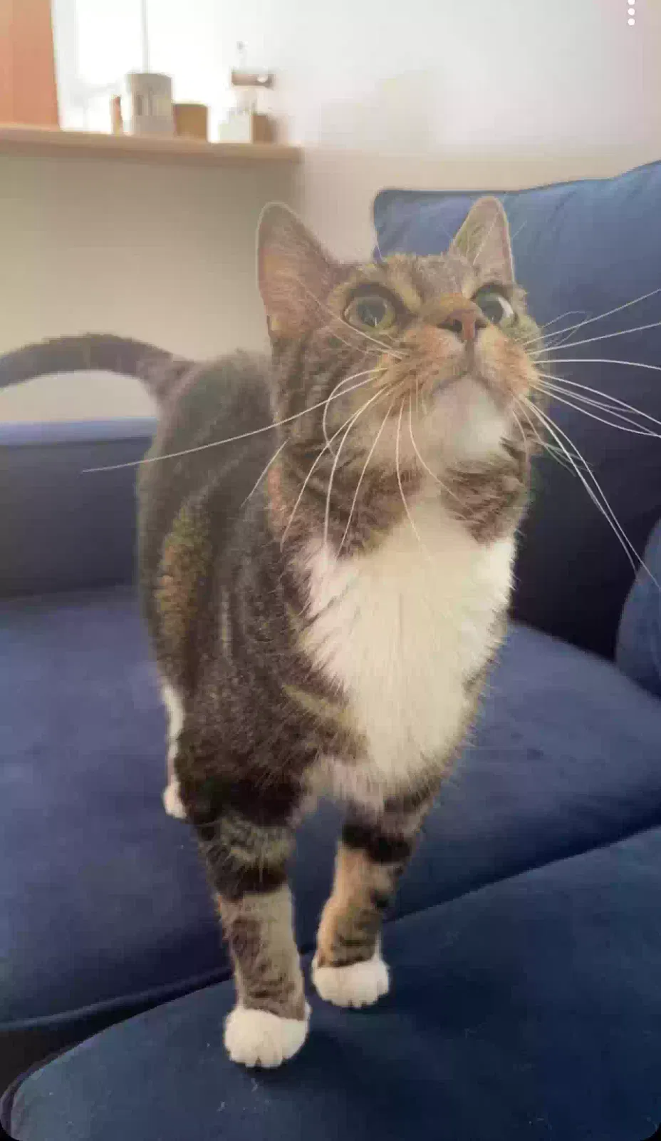 Lost cat in Bloomington, IN, 47403