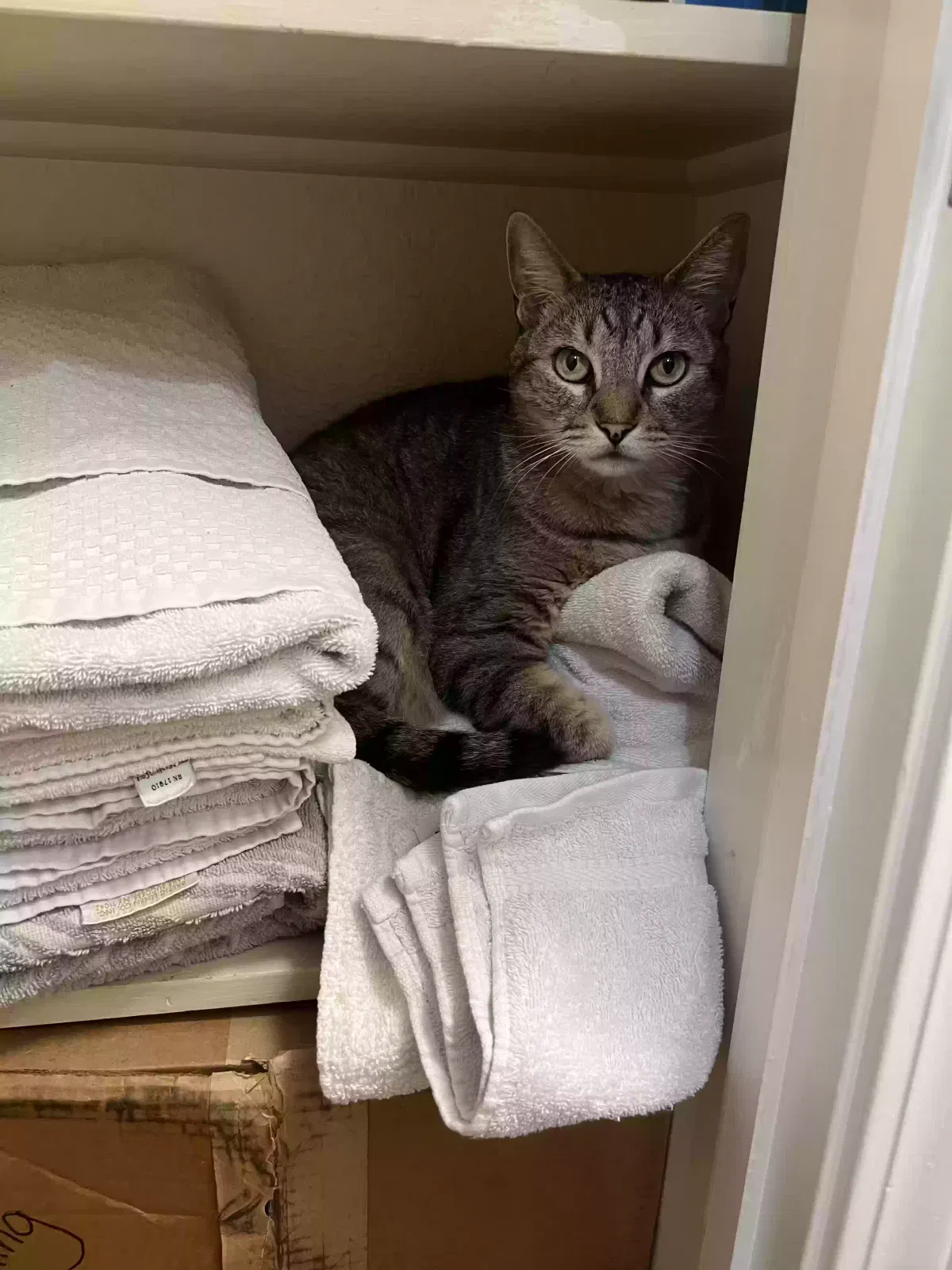 Lost cat in Culver City, CA, 90230