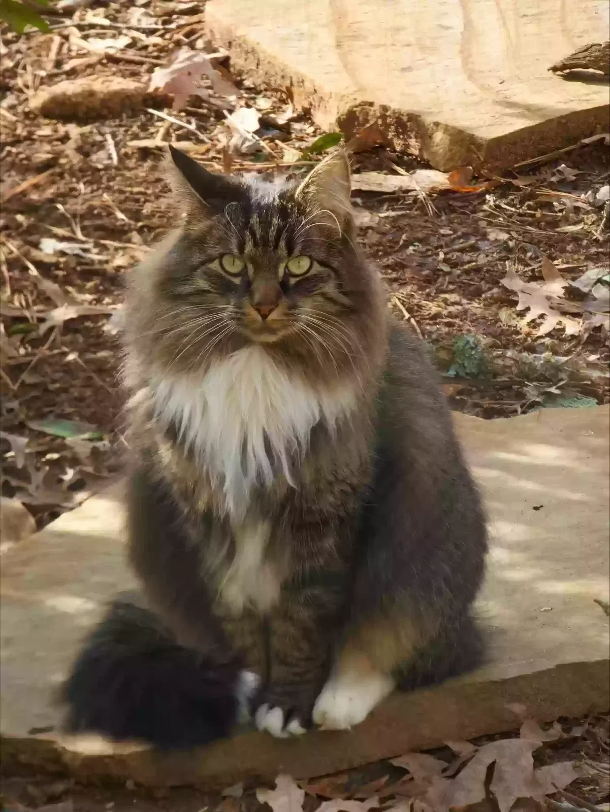 Lost cat in Decatur, GA, 30033