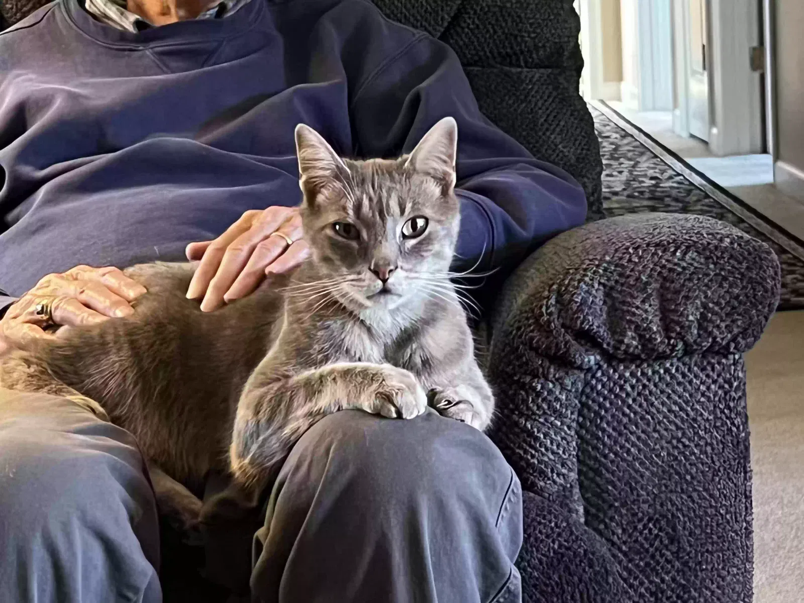 Found cat in Shelby, NC, 28152