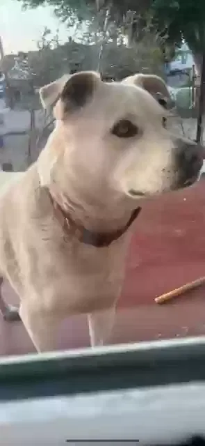 Lost dog in Los Angeles, CA, 90063