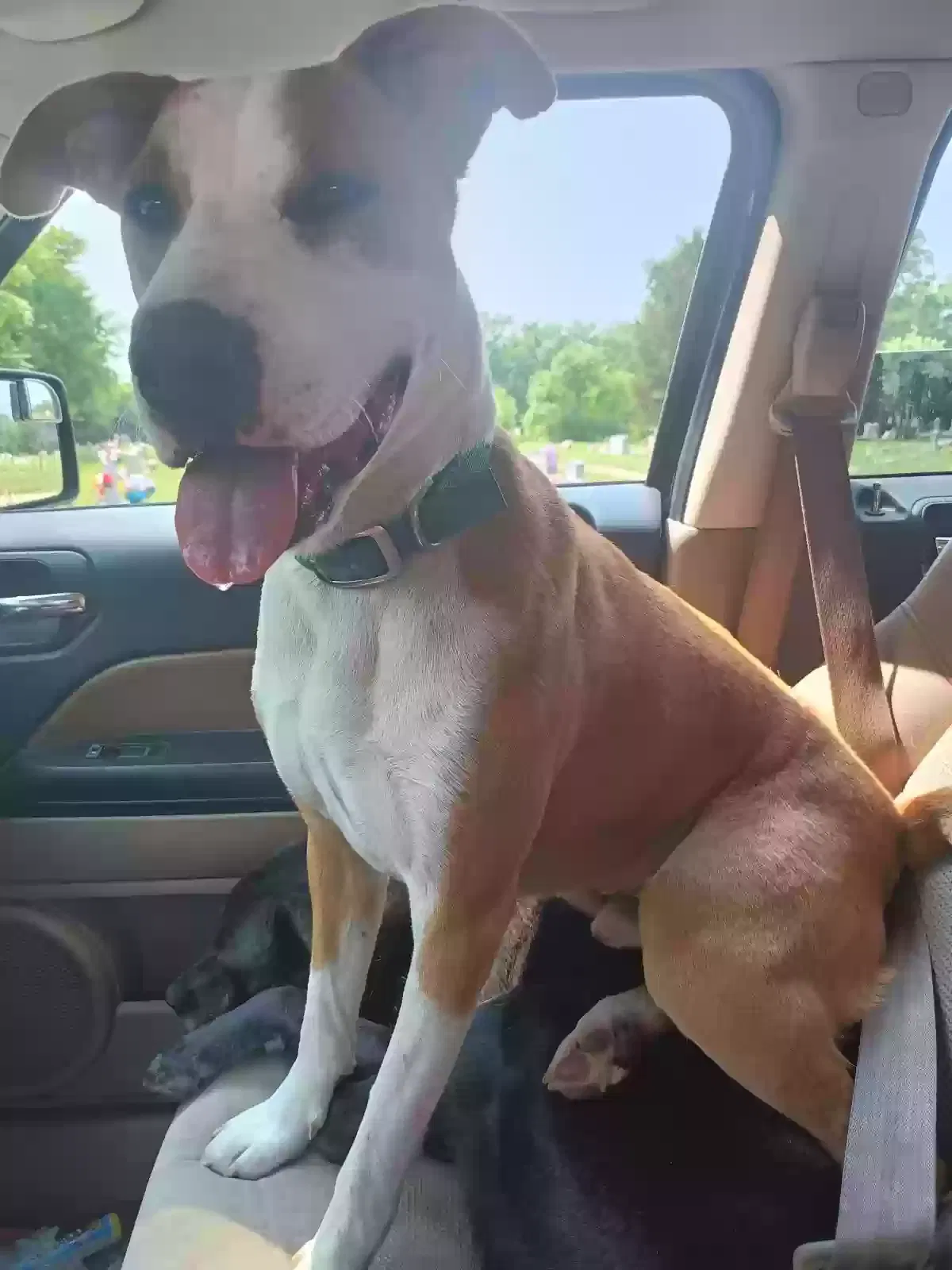 Lost dog in Richwoods, MO, 63071