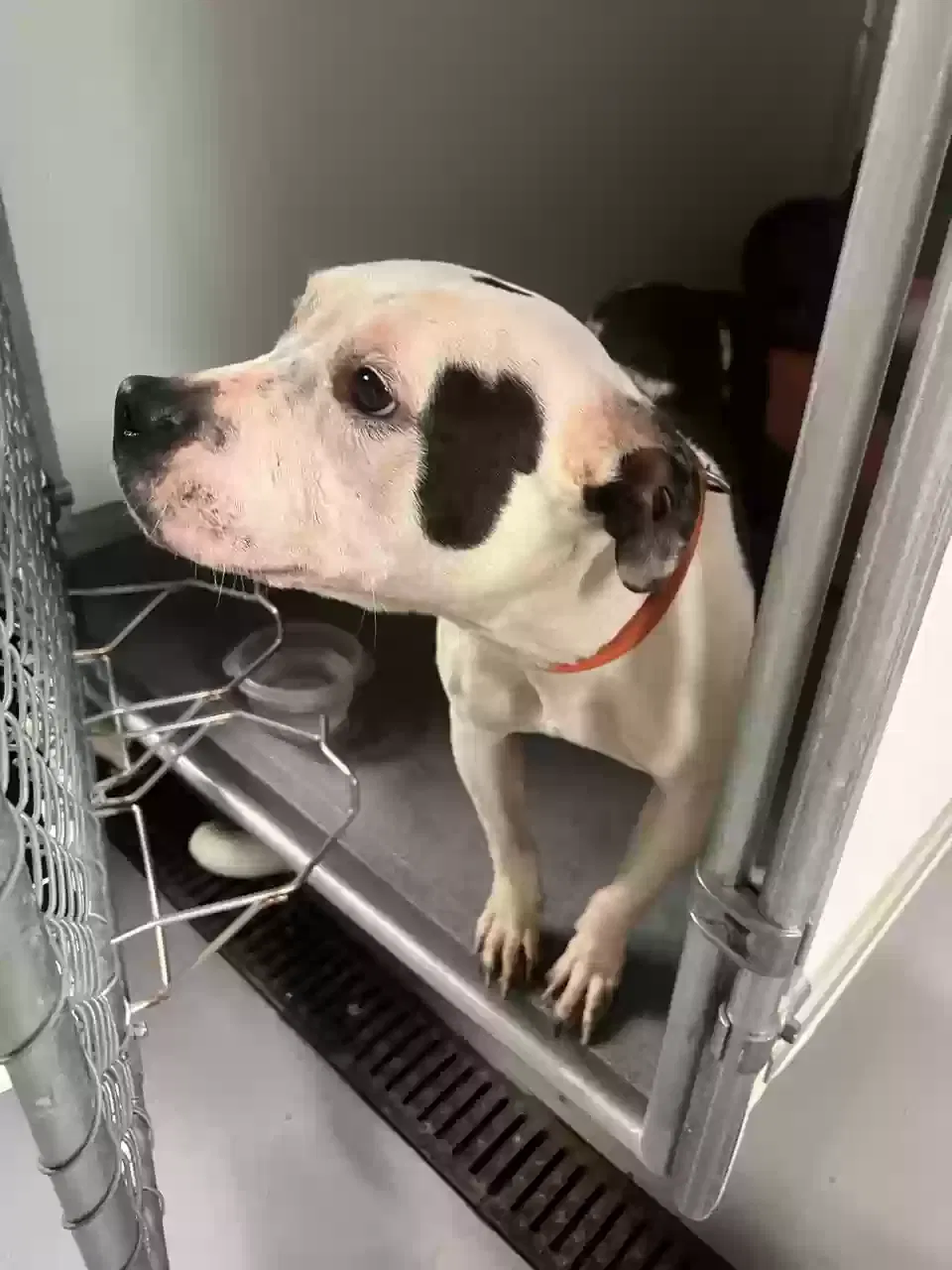 Found dog in Buffalo, NY, 14209
