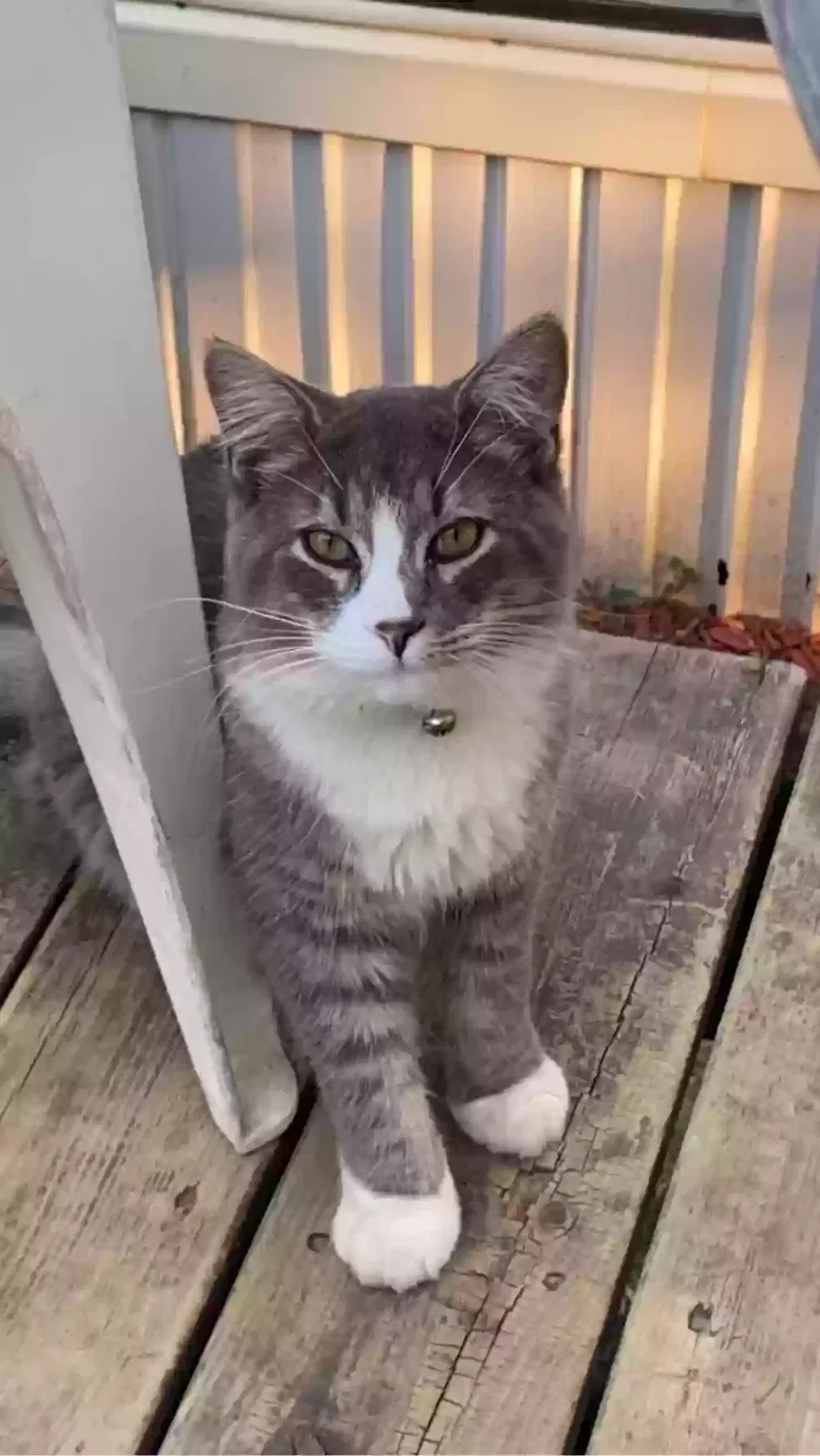 Lost cat in Lansing, MI, 48911