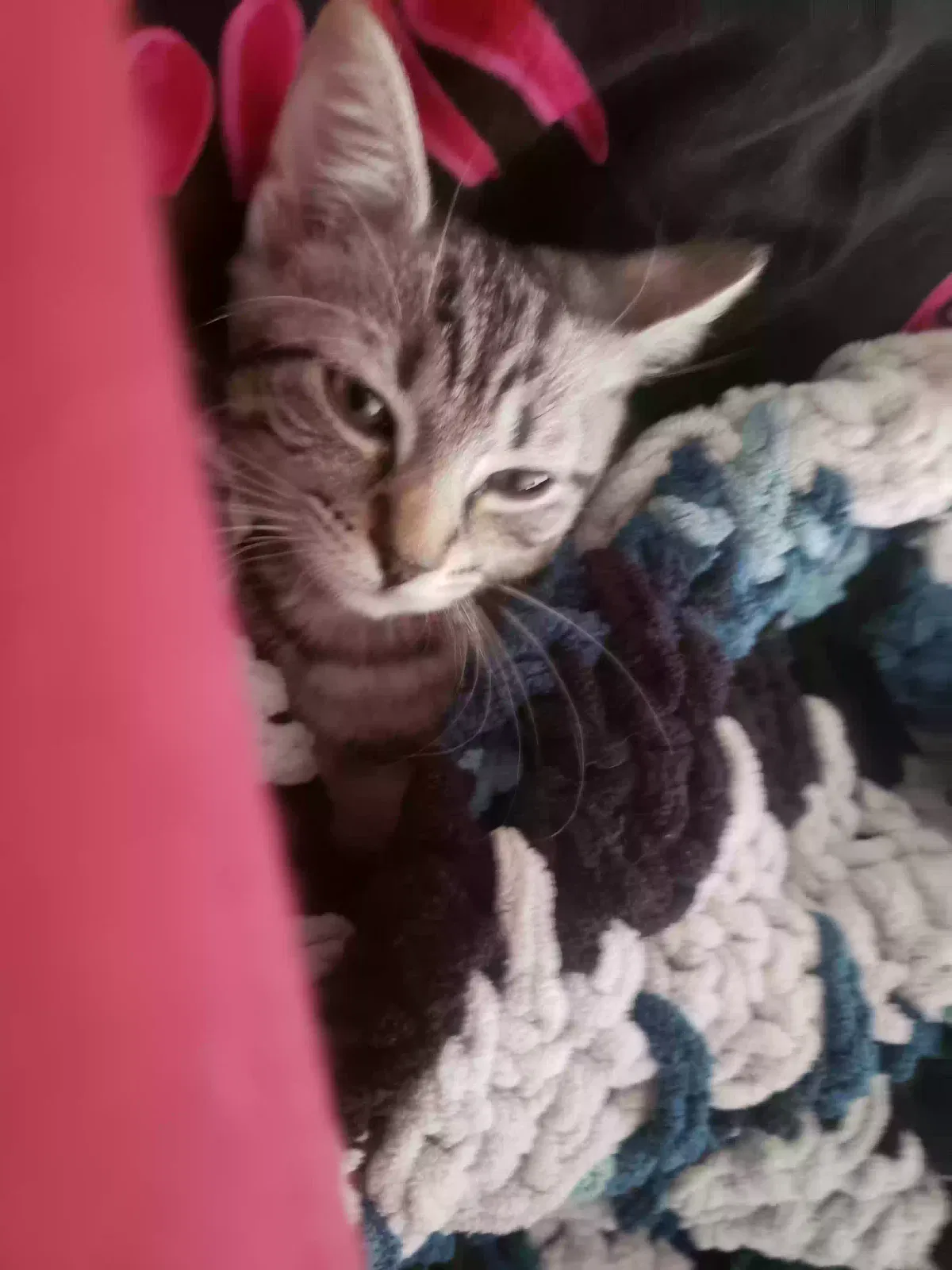 Lost cat in Greeley, CO, 80631