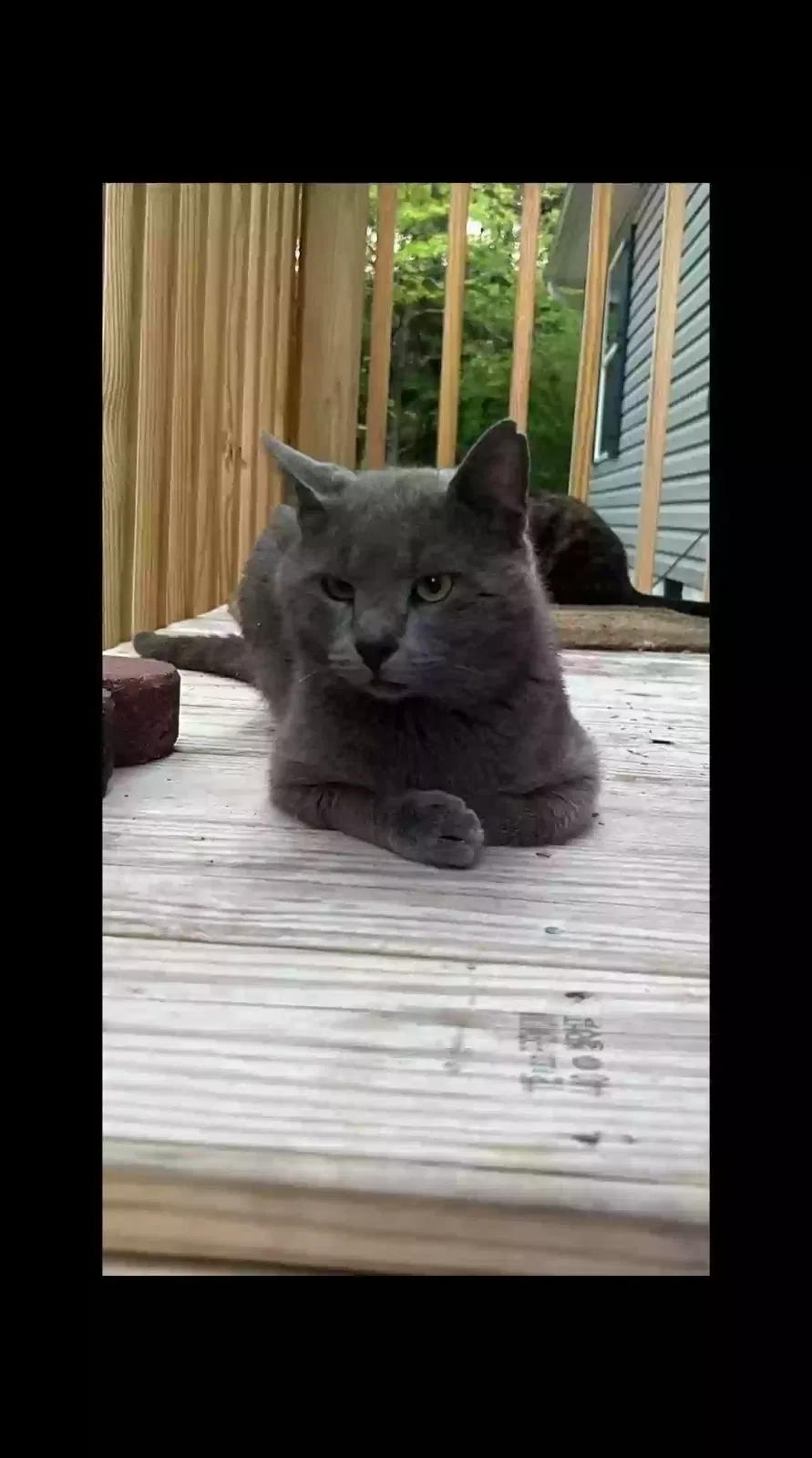 Lost cat in Soddy Daisy, TN, 37379