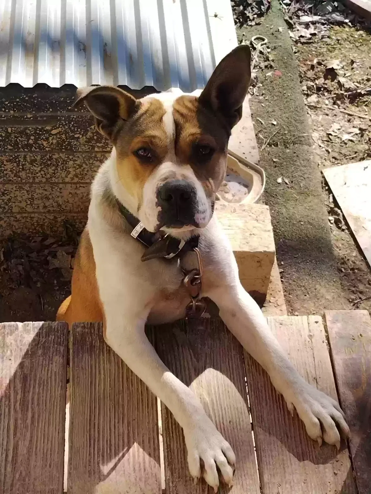 Lost dog in Dalton, GA, 30721