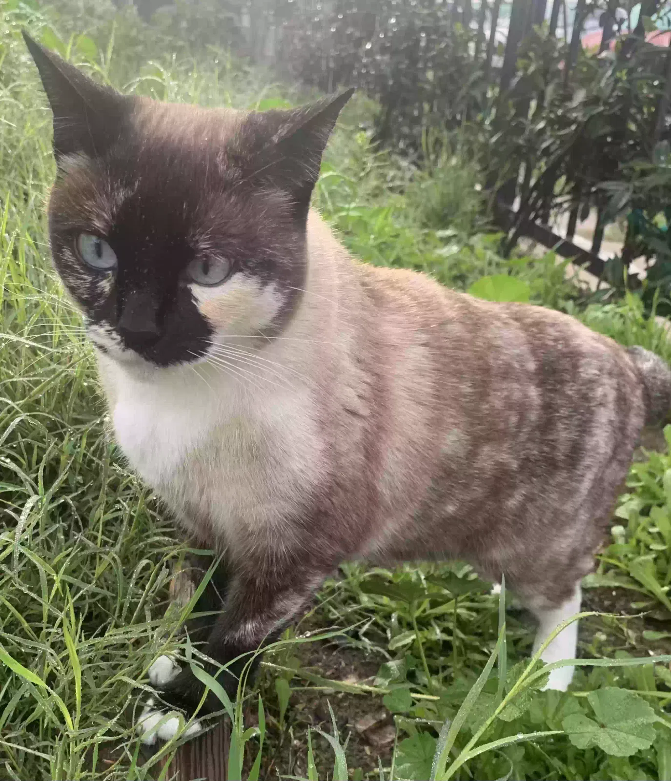 Lost cat in San Diego, CA, 92113