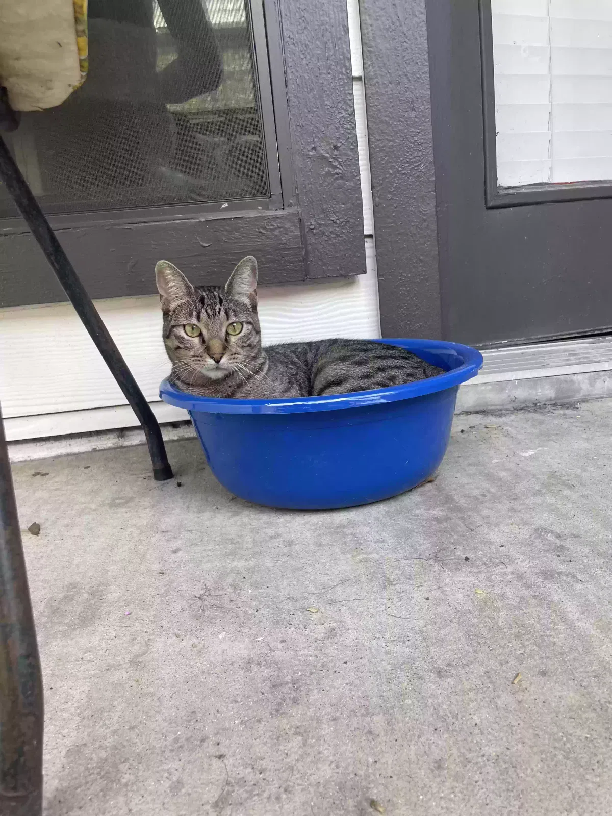 Lost cat in Fort Worth, TX, 76116