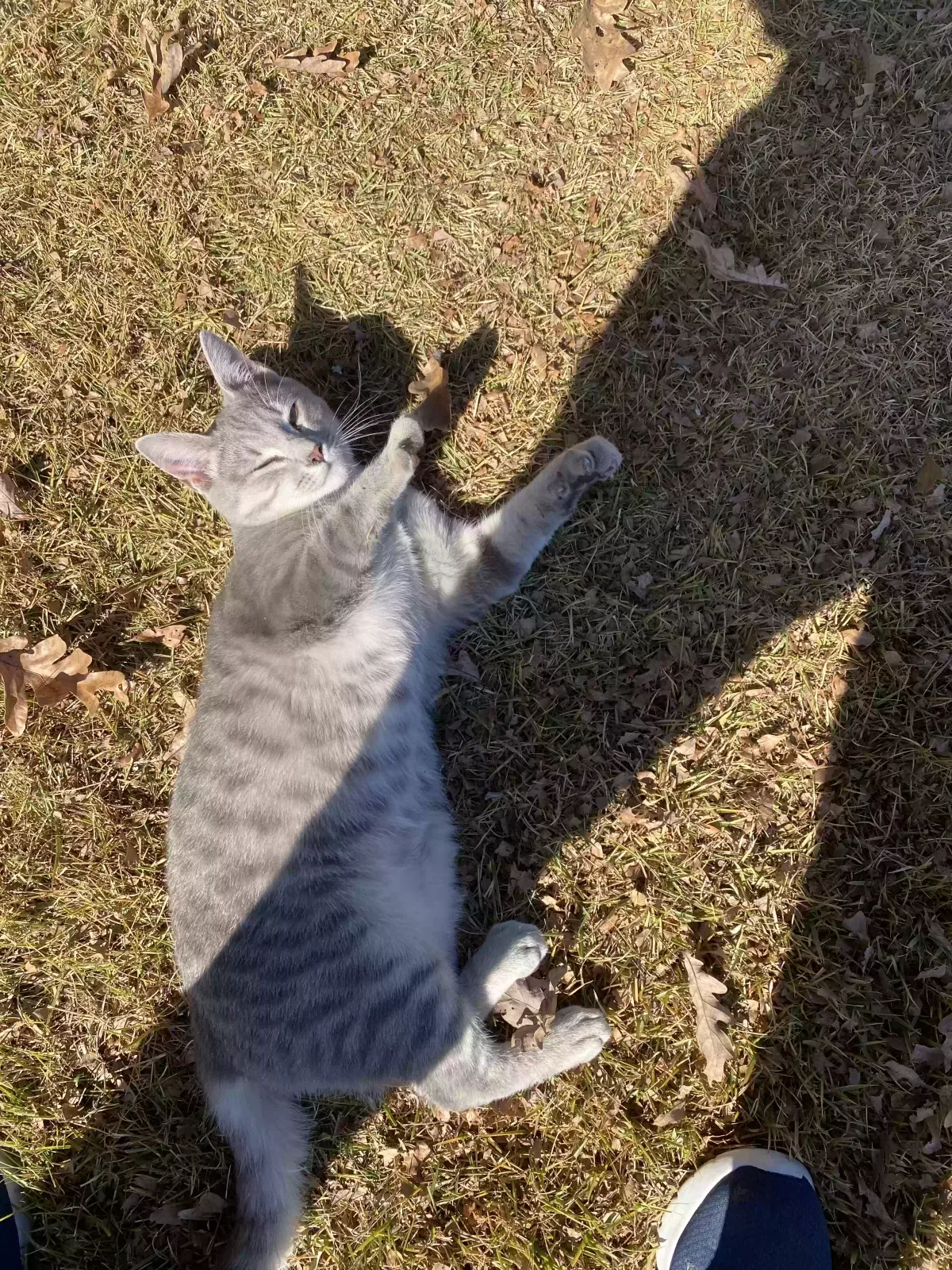 Found cat in Bryson City, NC, 28713