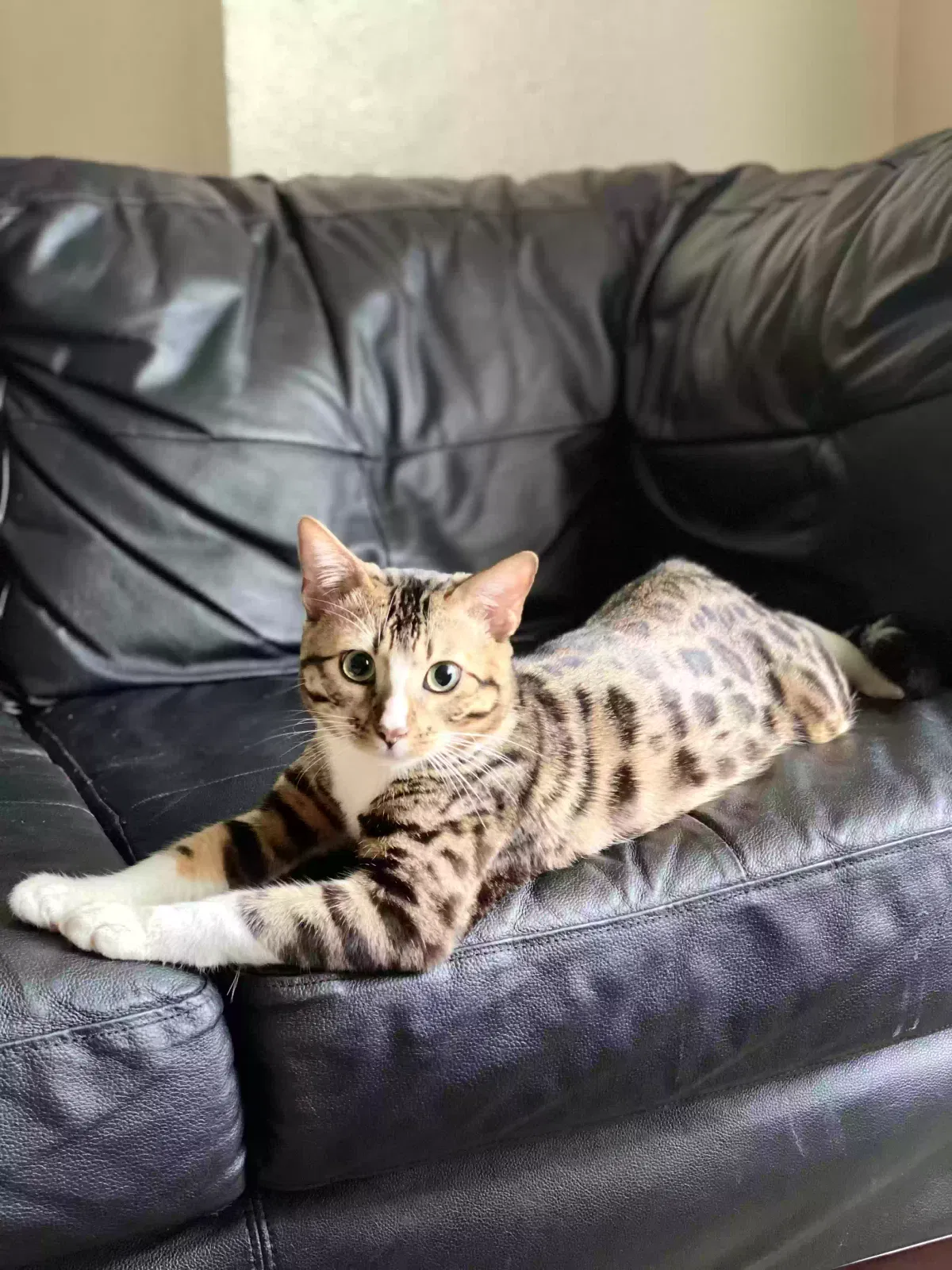 Lost cat in Sacramento, CA, 95834