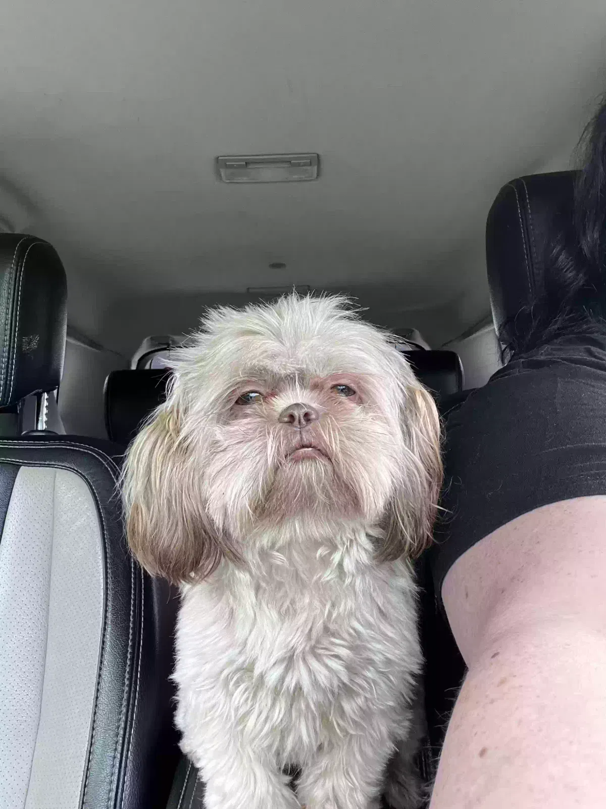 Lost dog in Liberty, NC, 27298