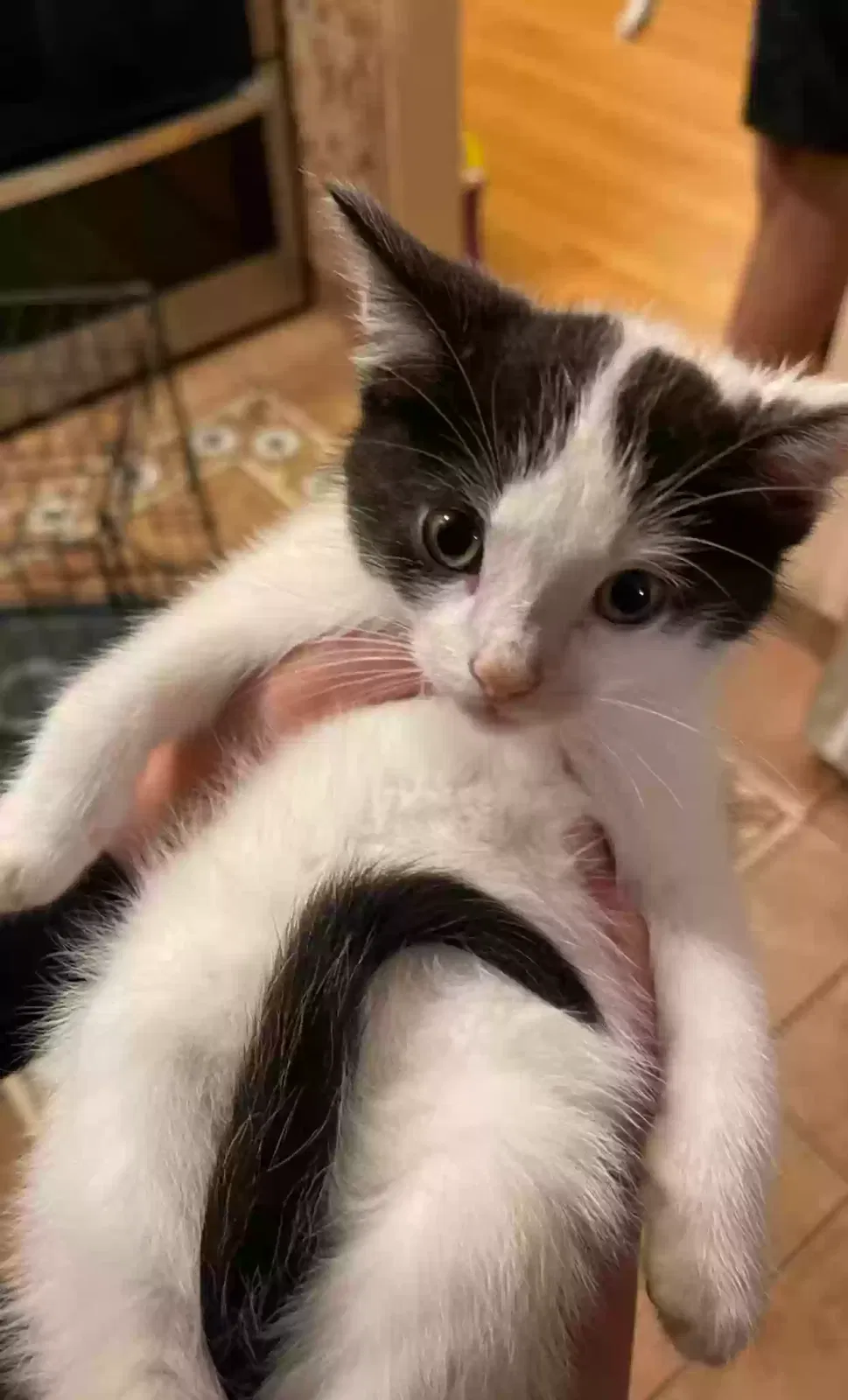 Lost cat in Chicago, IL, 60616