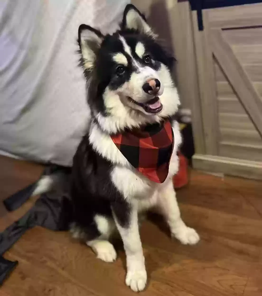 Lost dog in Riverside, CA, 92509