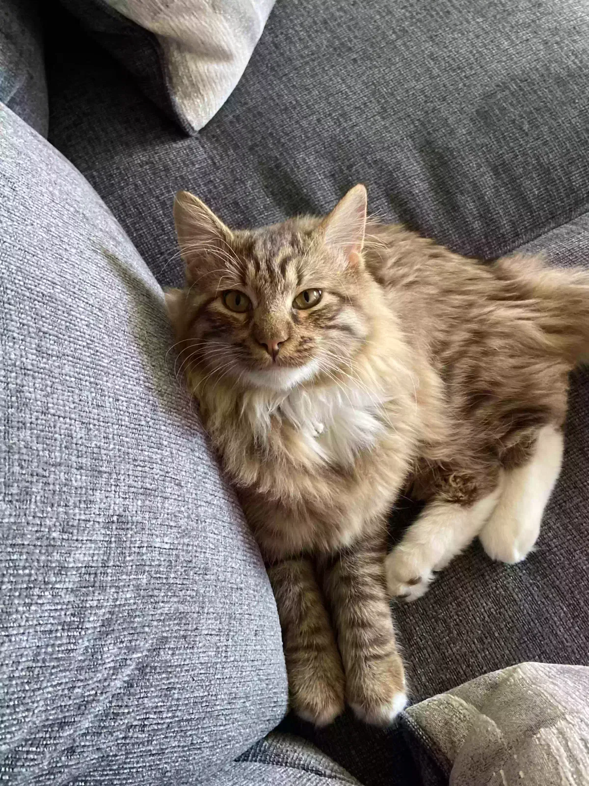 Lost cat in Las Vegas, NV, 89166
