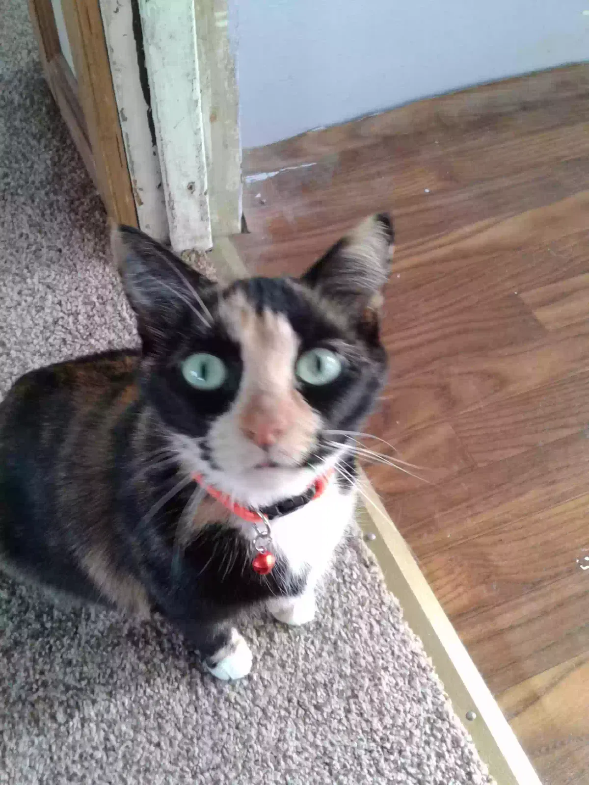 Lost cat in Flint, MI, 48507