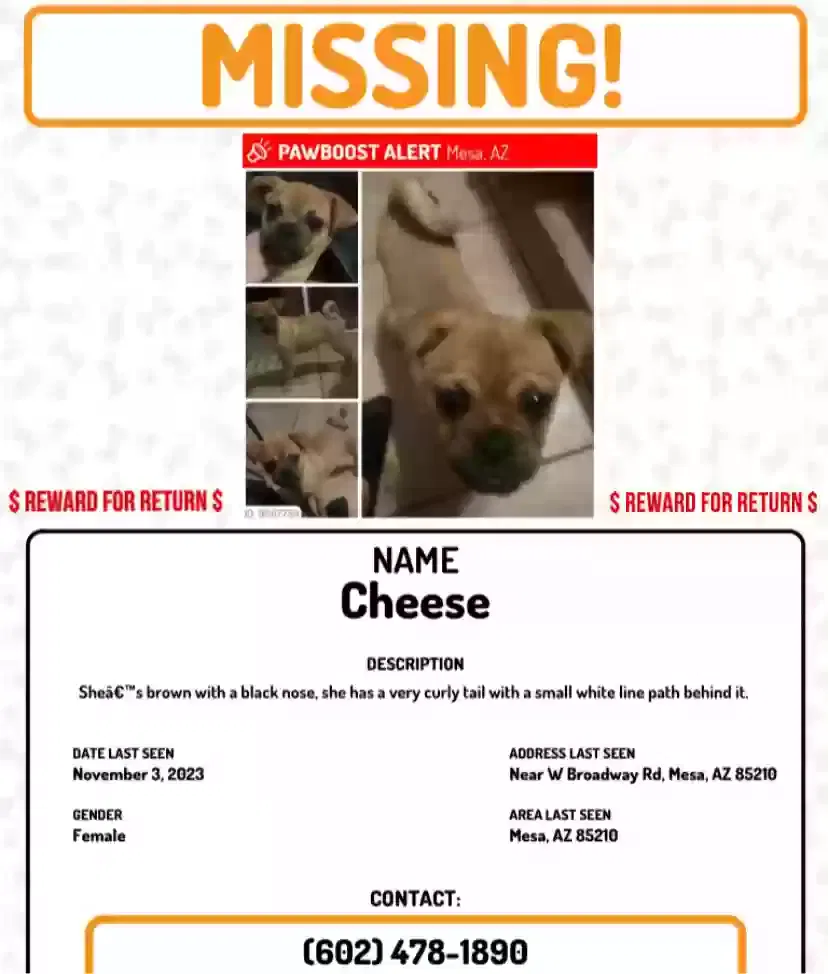 Lost dog in Mesa, AZ, 85210