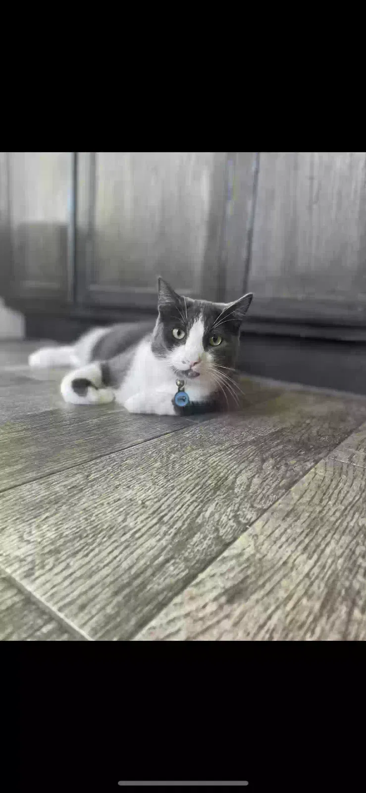 Lost cat in Pflugerville, TX, 78660