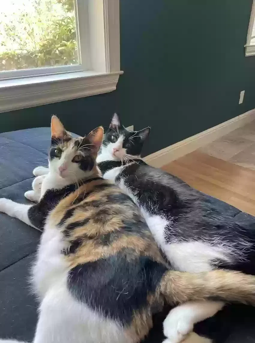 Lost cat in Pittsboro, NC, 27312