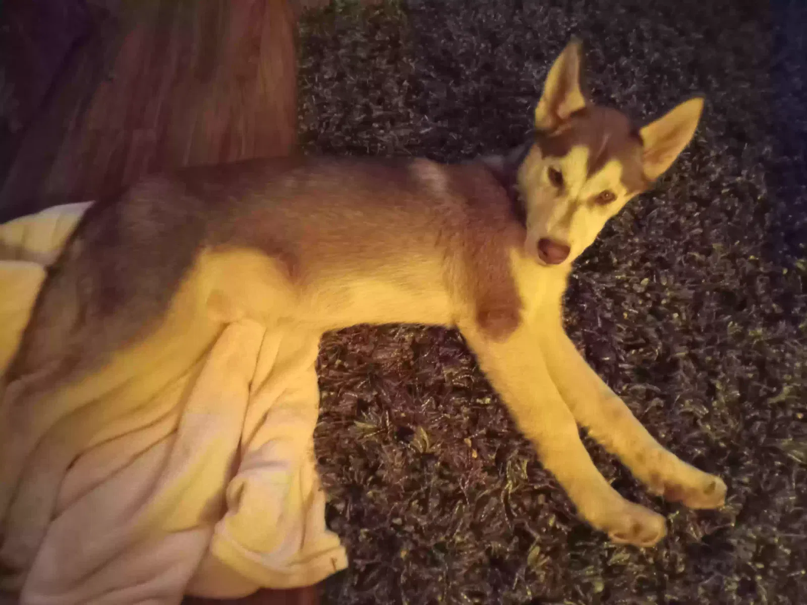 Found dog in Shelbyville, KY, 40065