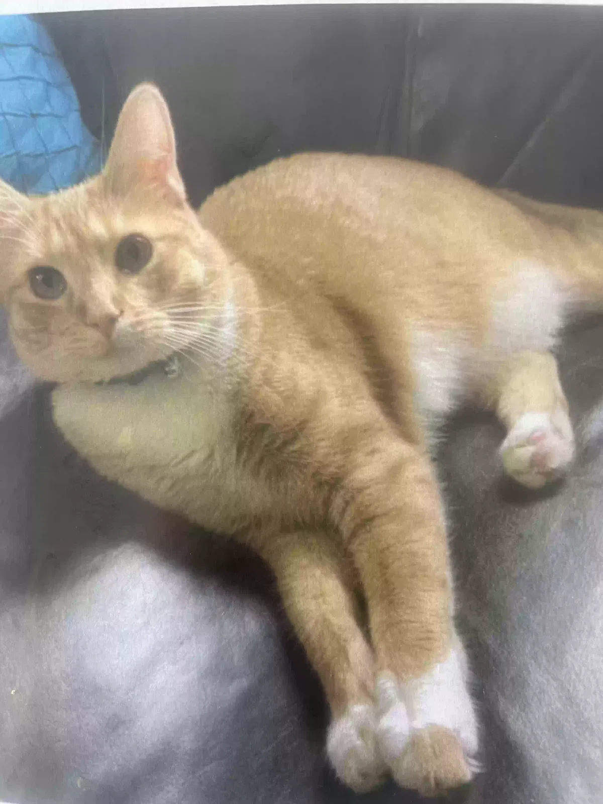 Lost cat in Wilmington, NC, 28405