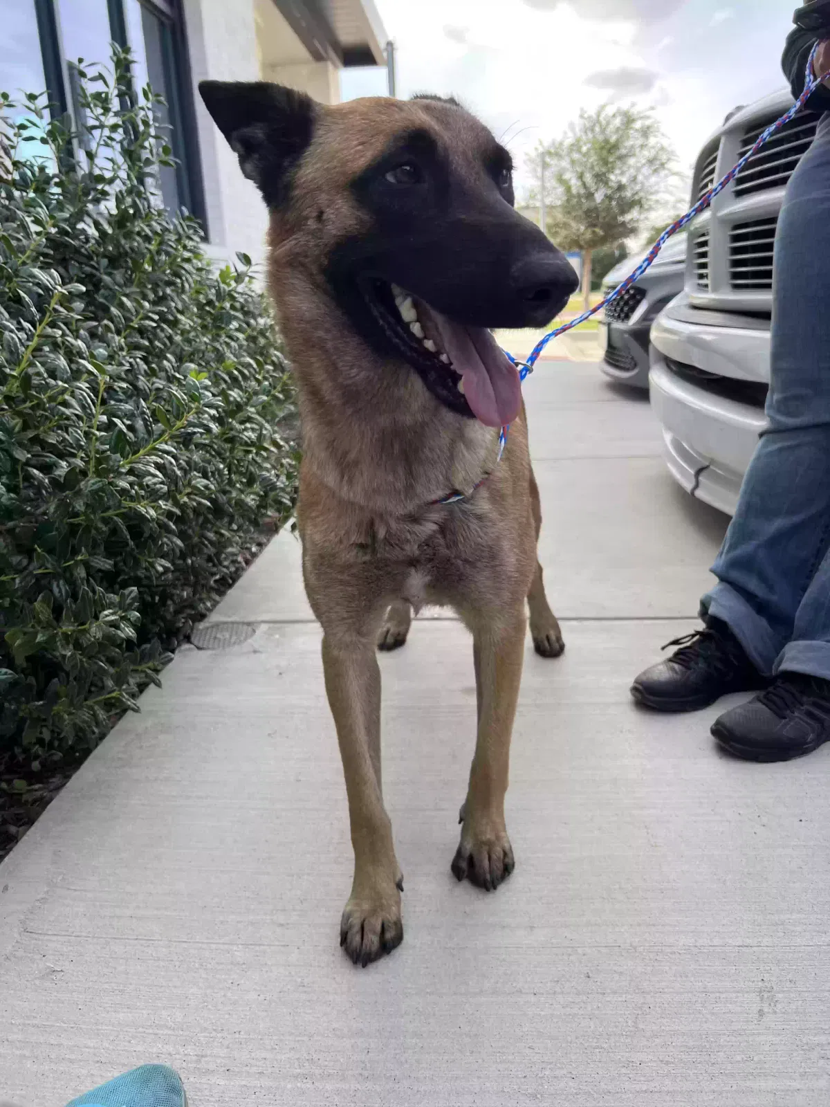 Found dog in Euless, TX, 76039