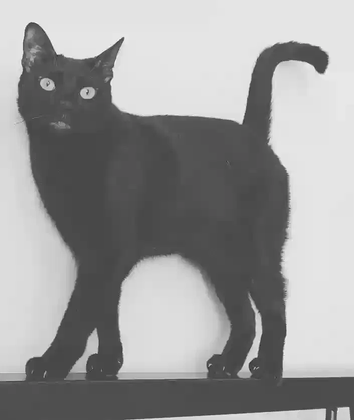 Lost cat in Los Angeles, CA, 90048