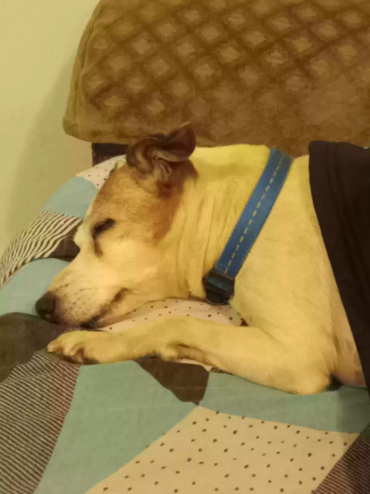 Lost dog in Frederic, WI, 54837