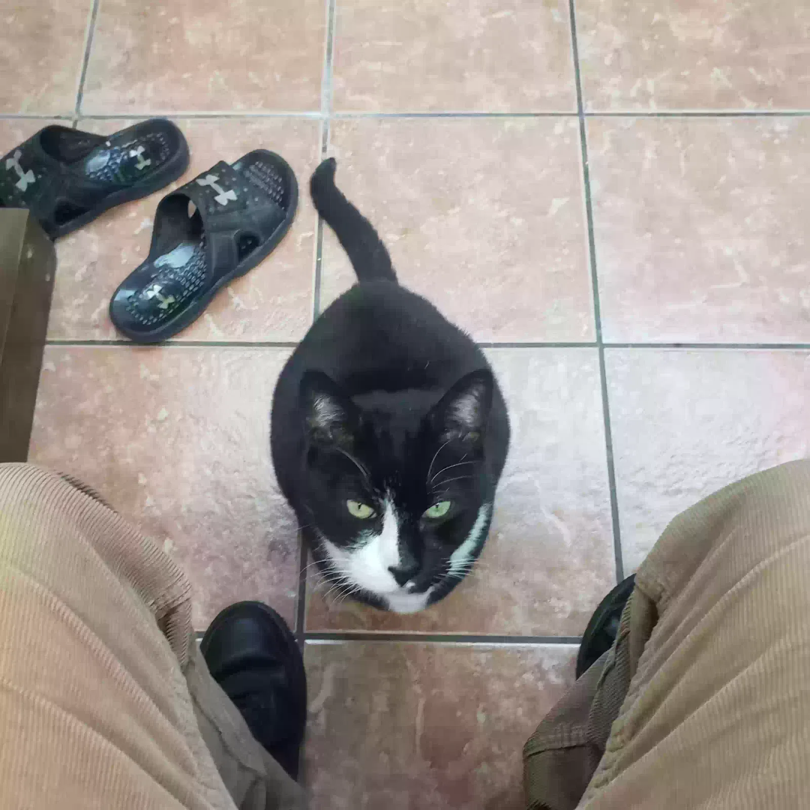 Lost cat in Flushing, NY, 11355