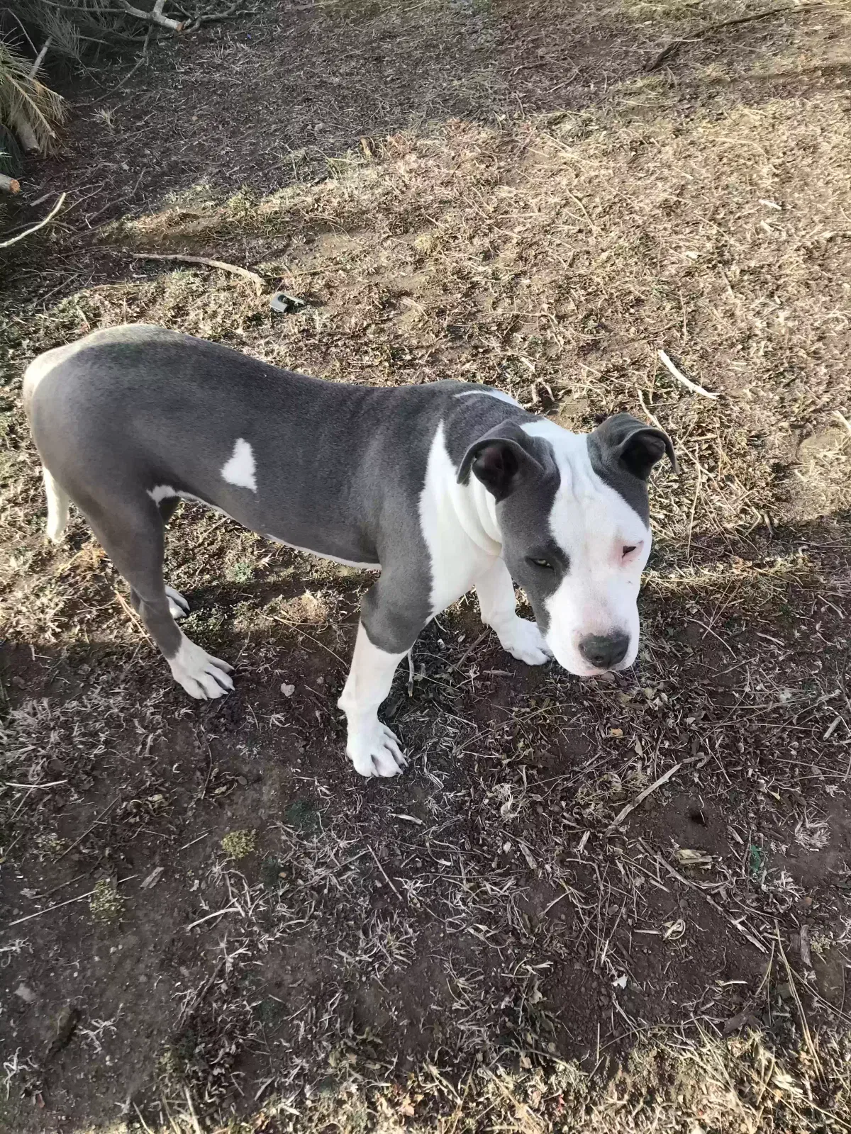 Lost dog in Hope, KS, 67451