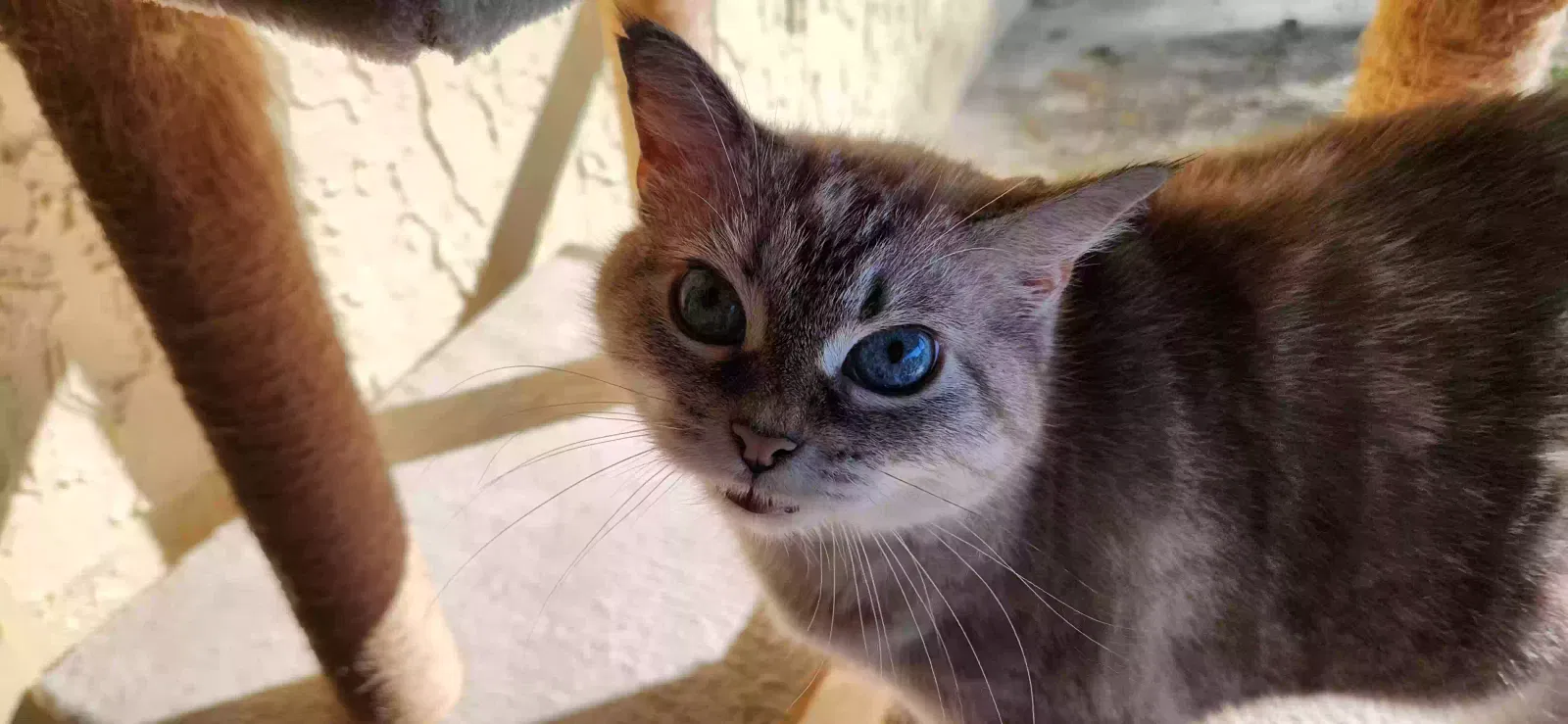 Found cat in Satellite Beach, FL, 32937