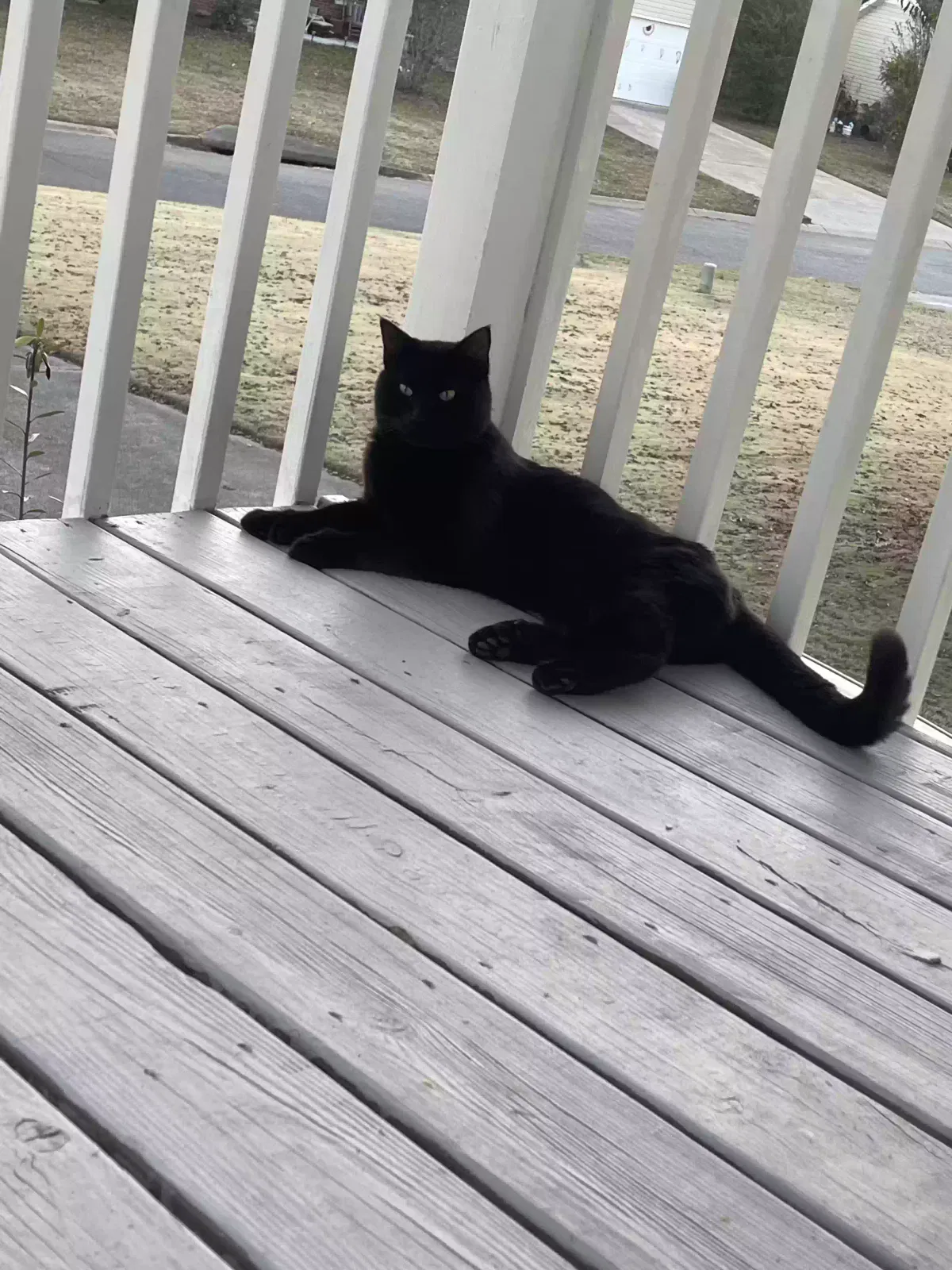 Found cat in Cartersville, GA, 30120