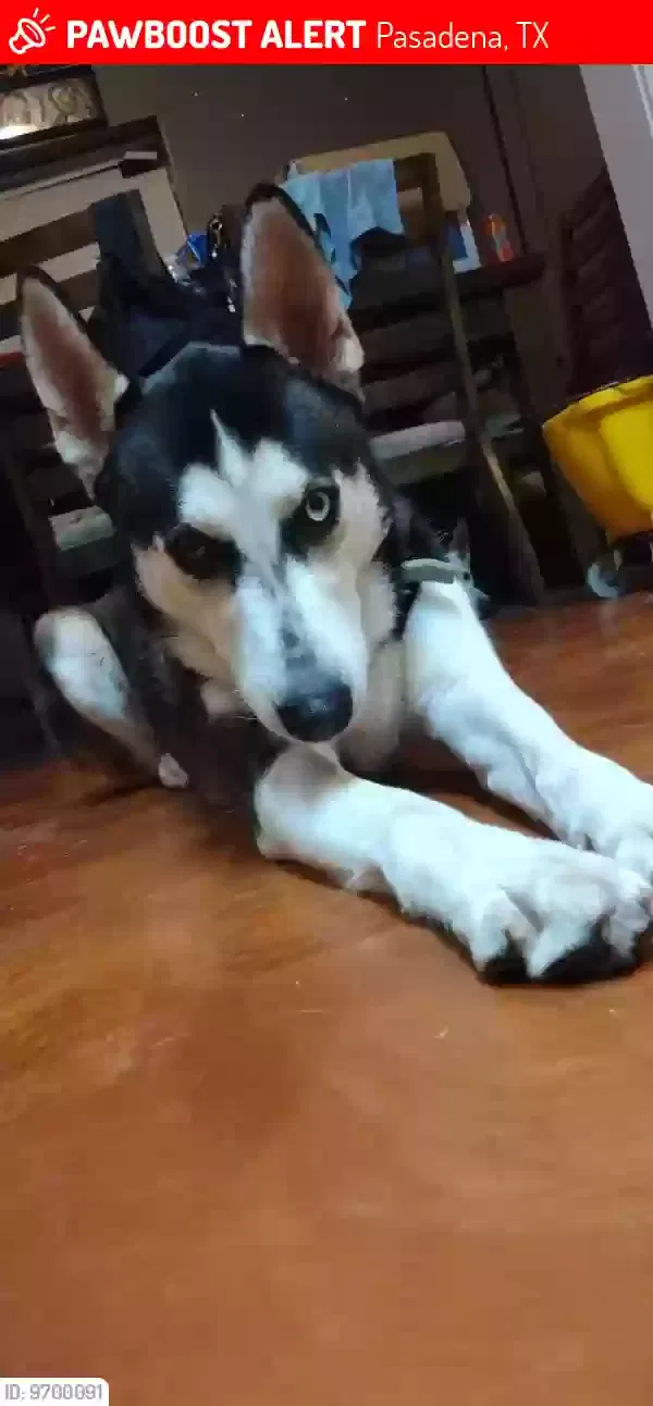 Lost dog in Pasadena, TX, 77506