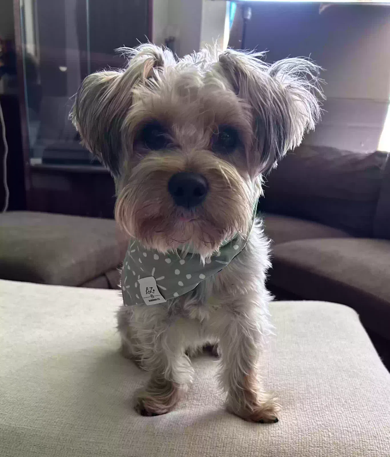 Lost dog in Dallas, TX, 75224