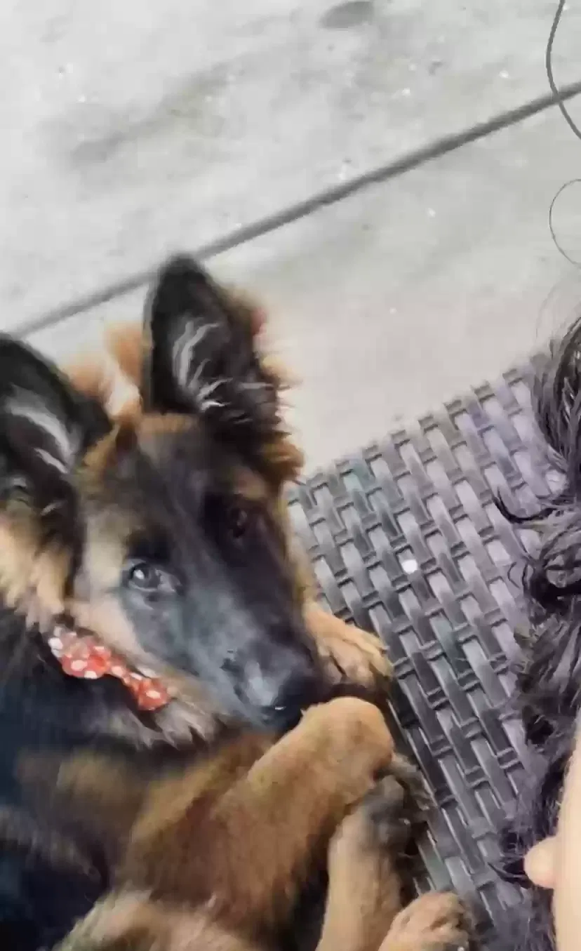 Lost dog in Moreno Valley, CA, 92553
