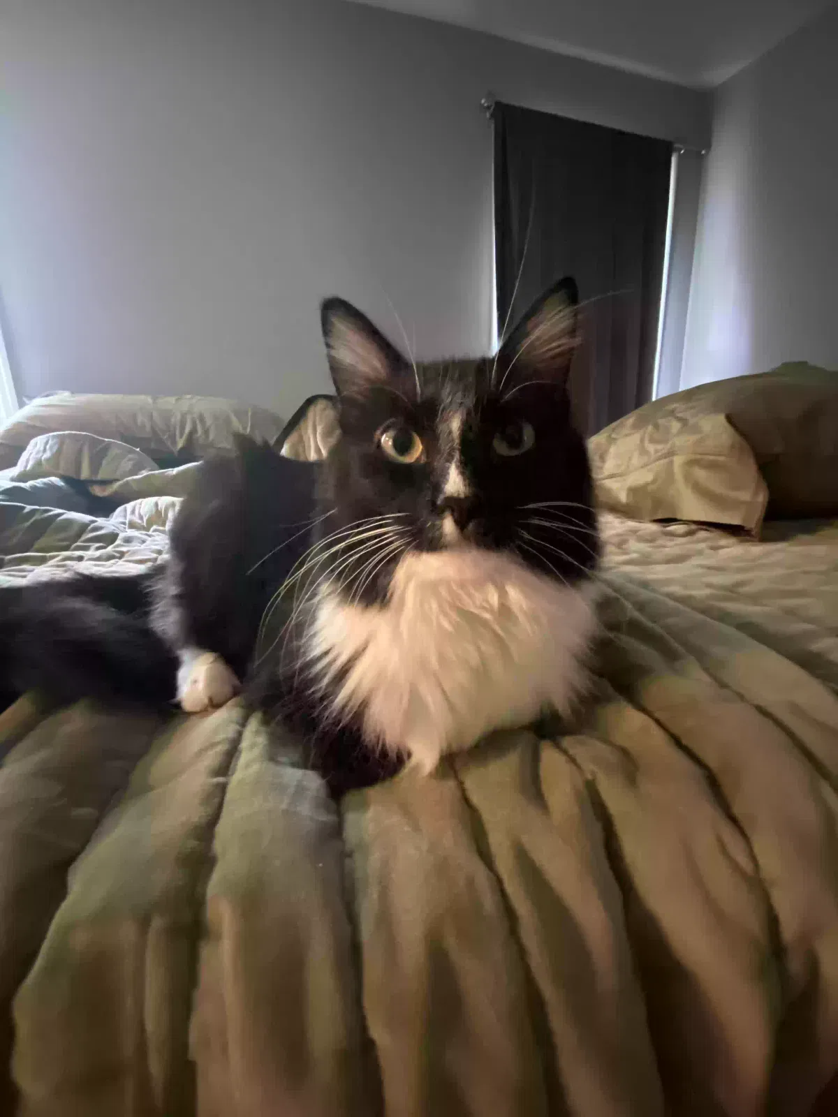 Lost cat in Gainesville, GA, 30506