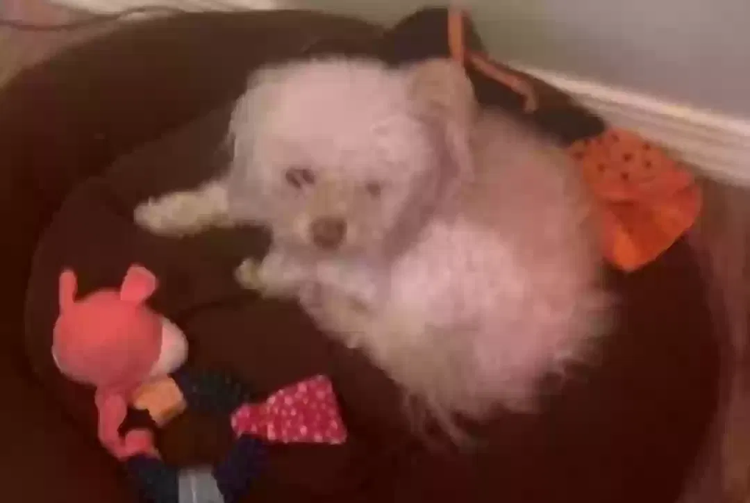 Found dog in Beachwood, OH, 44122