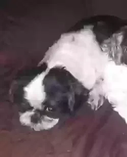 Lost dog in Daytona Beach, FL, 32114