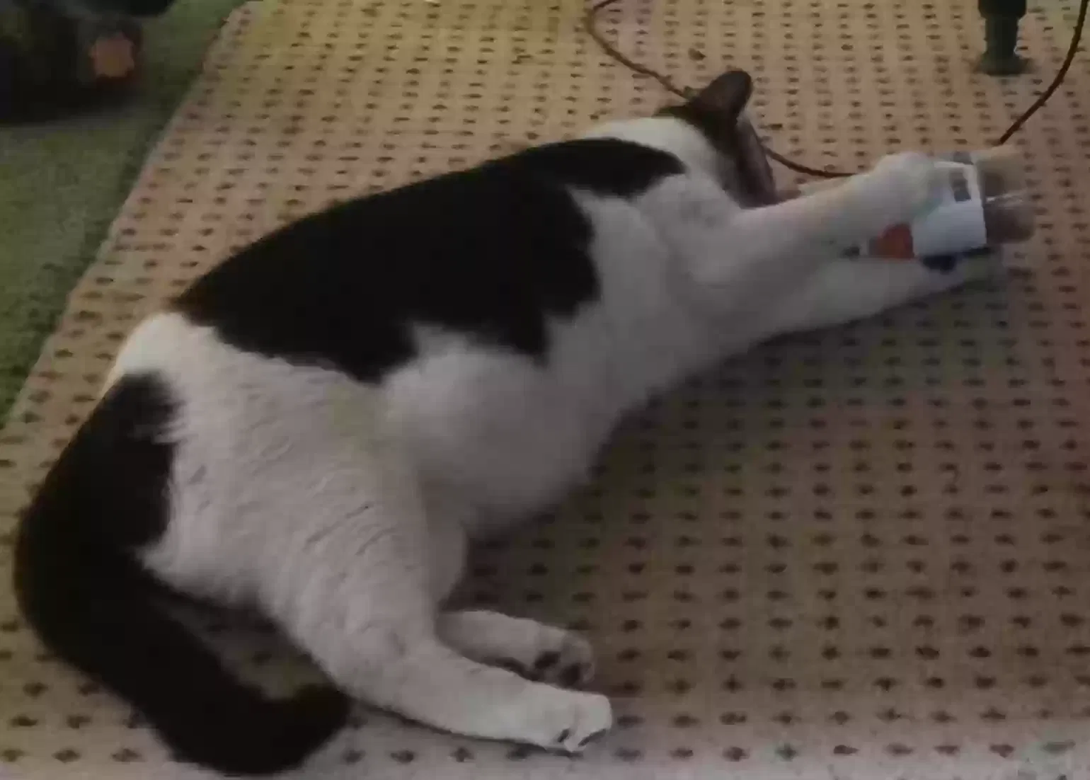 Lost cat in Arlington, TX, 76016