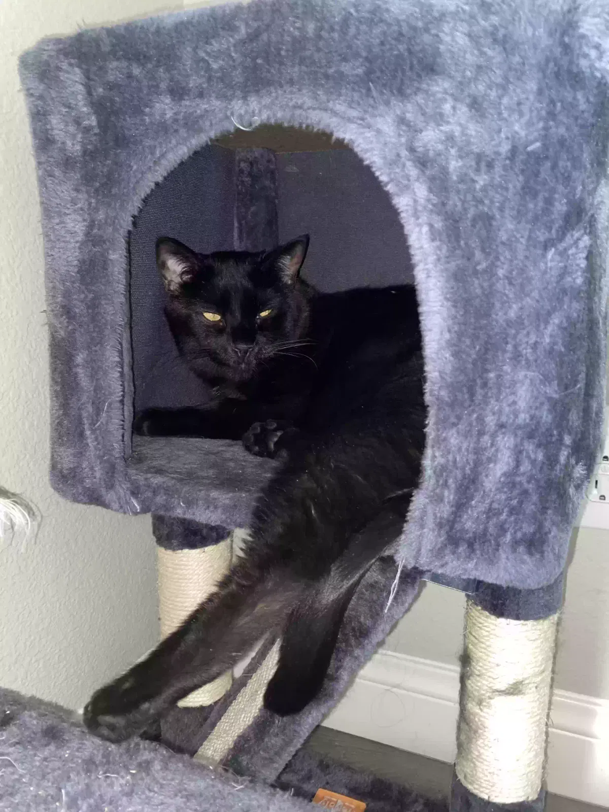Lost cat in Henderson, NV, 89052