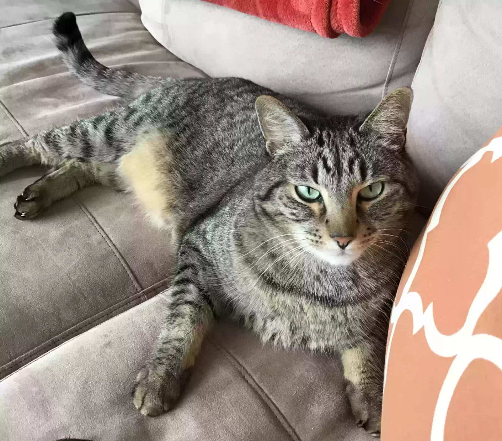 Lost cat in Uniontown, OH, 44685