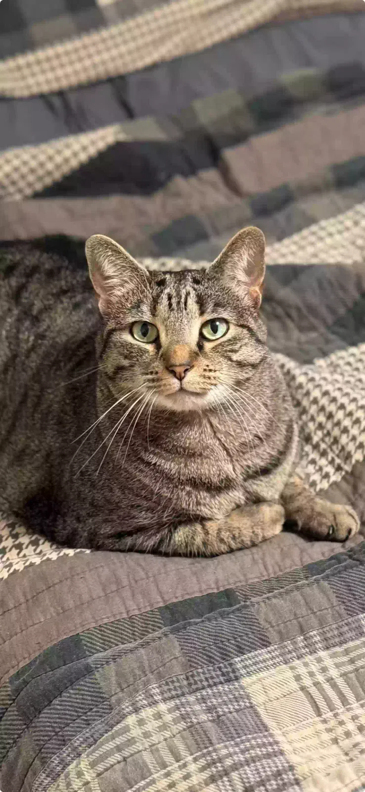 Lost cat in Burlington, NC, 27217