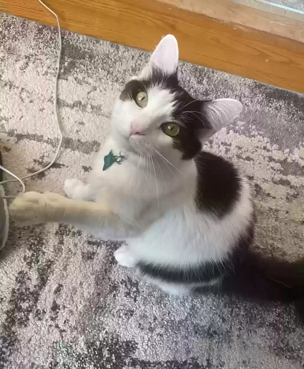 Lost cat in Daly City, CA, 94014