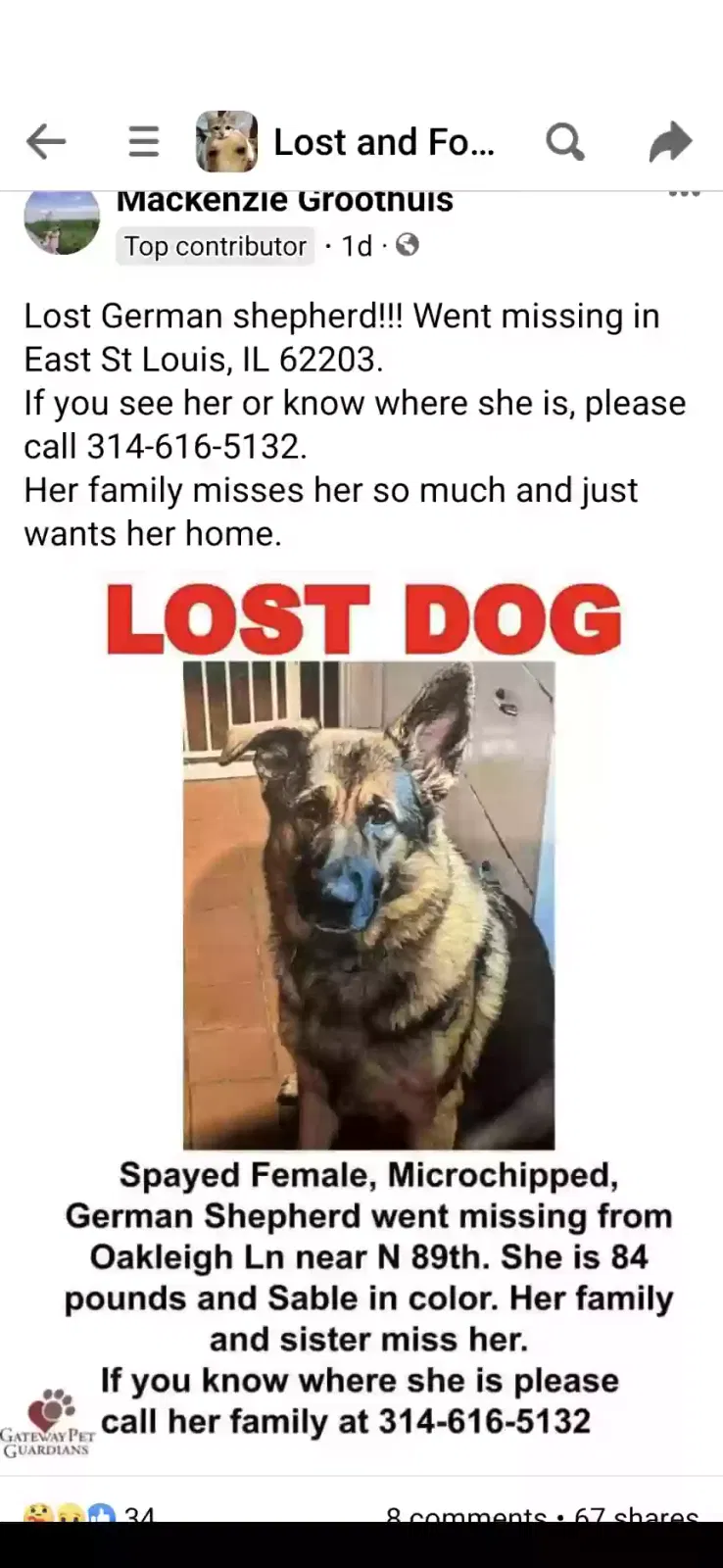Lost dog in East Saint Louis, IL, 62203