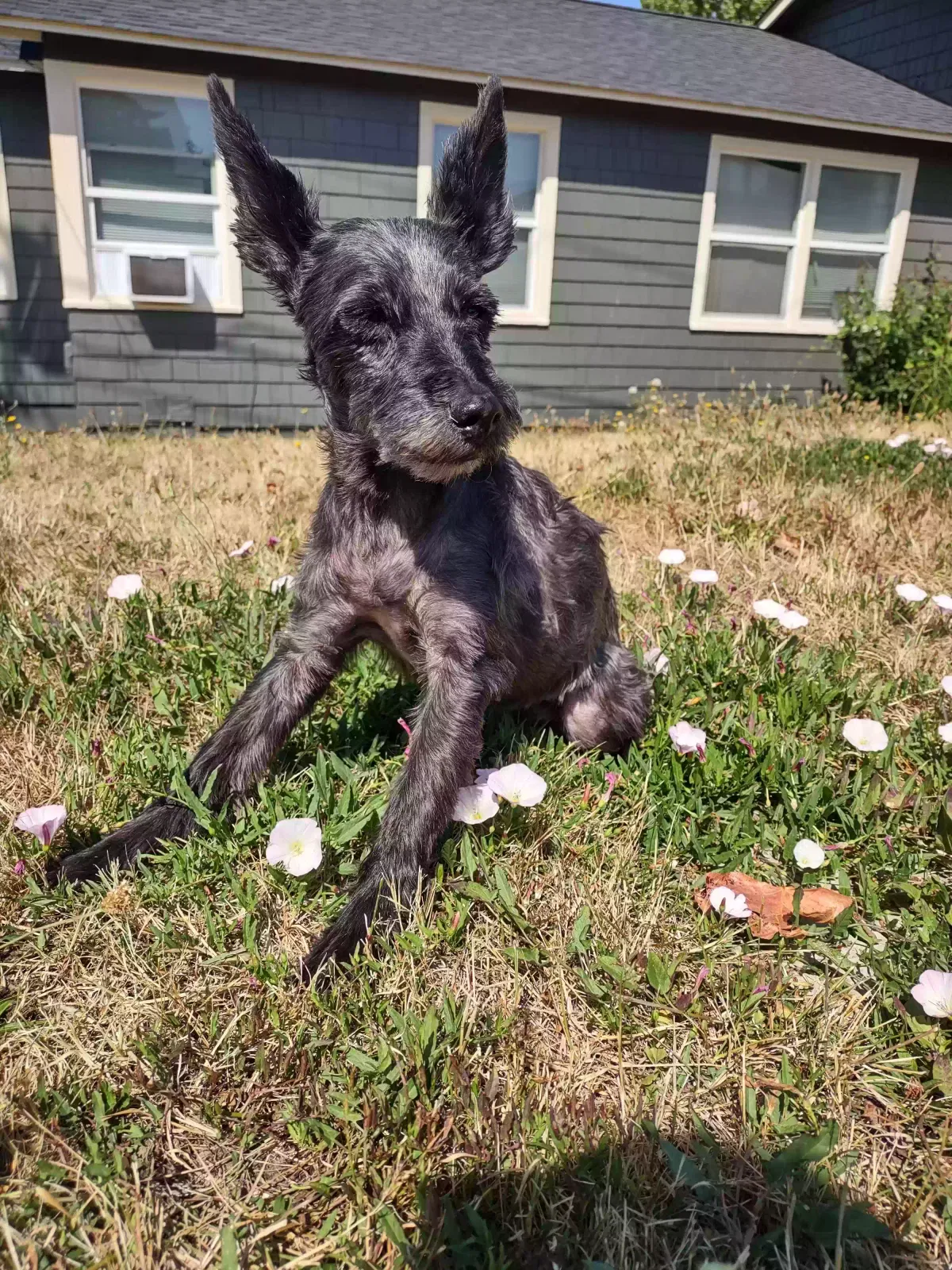 Lost dog in Tacoma, WA, 98444