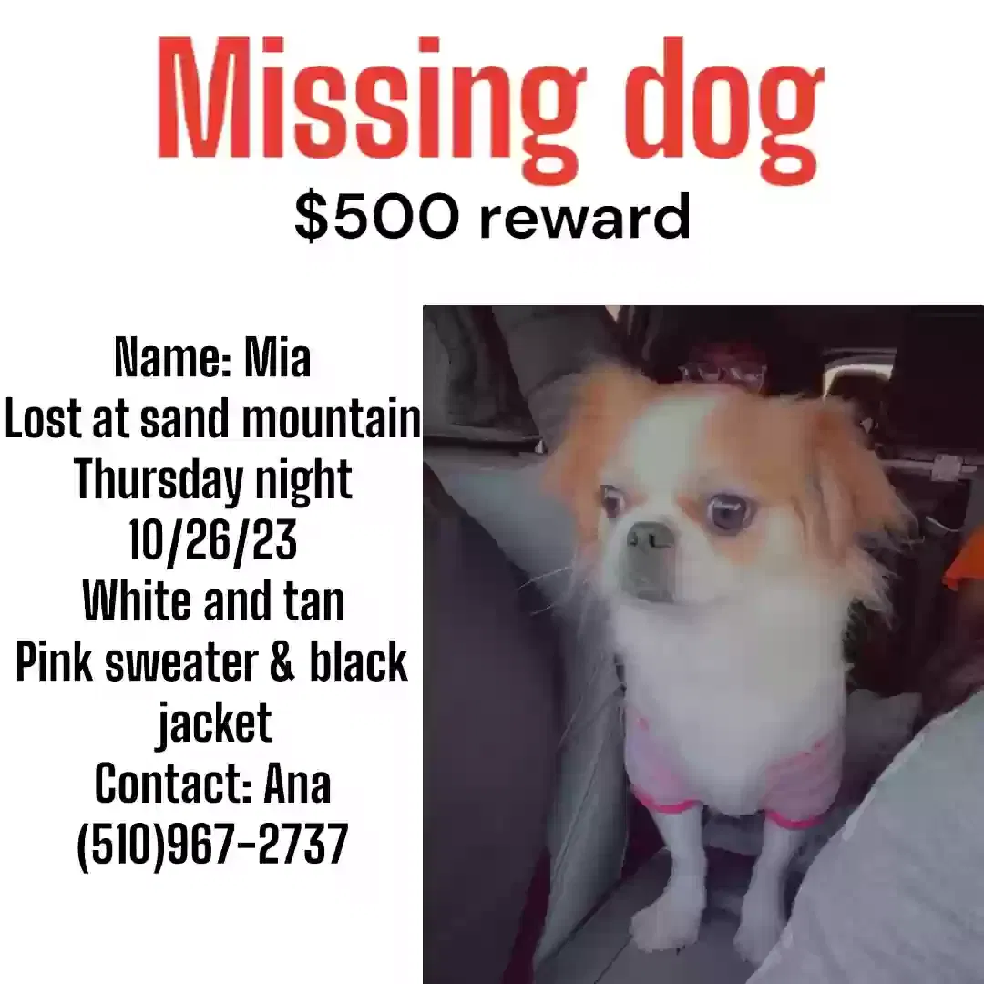 Lost dog in Fallon, NV, 89406